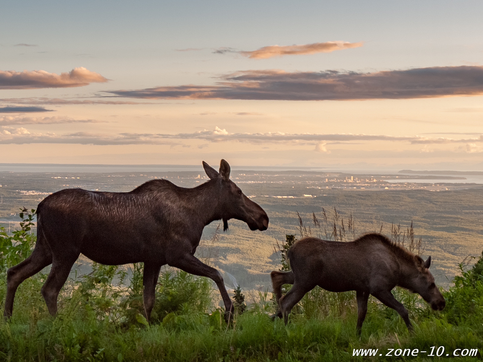 Moose and Anchorage