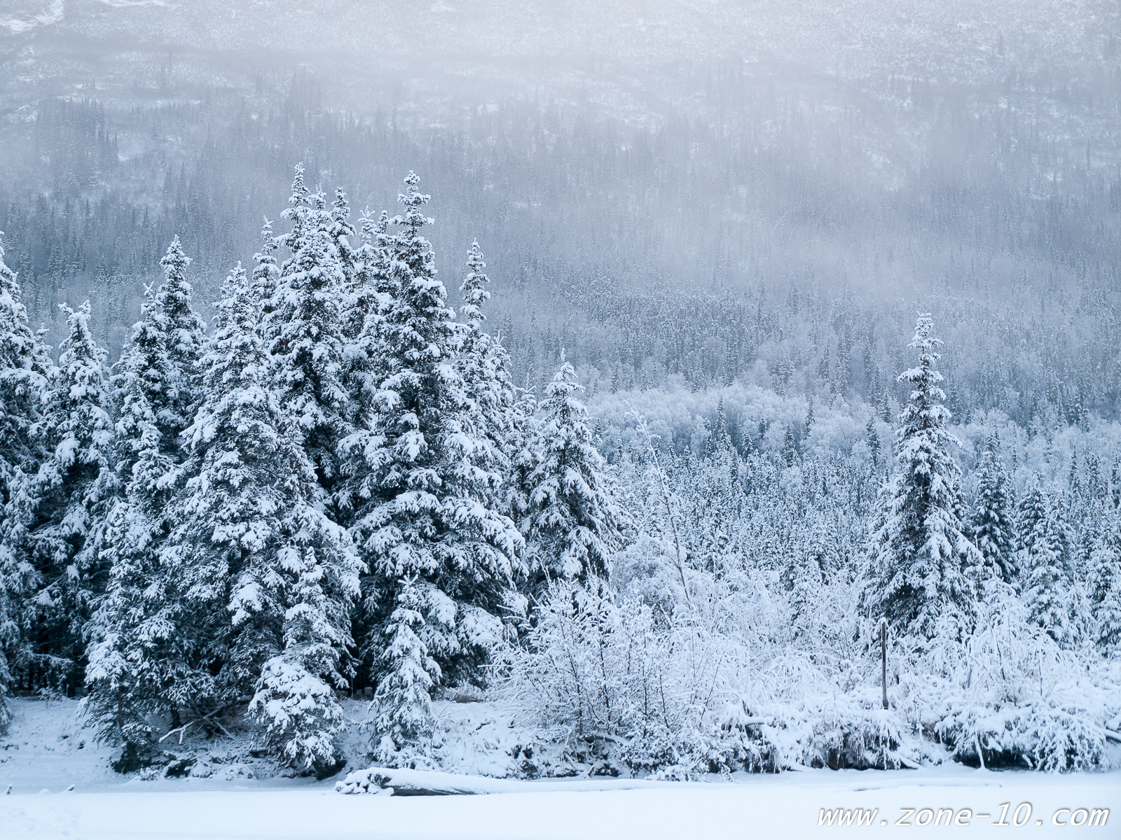 Frozen Trees