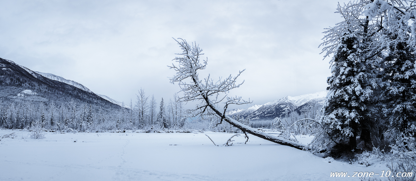 Bent Tree