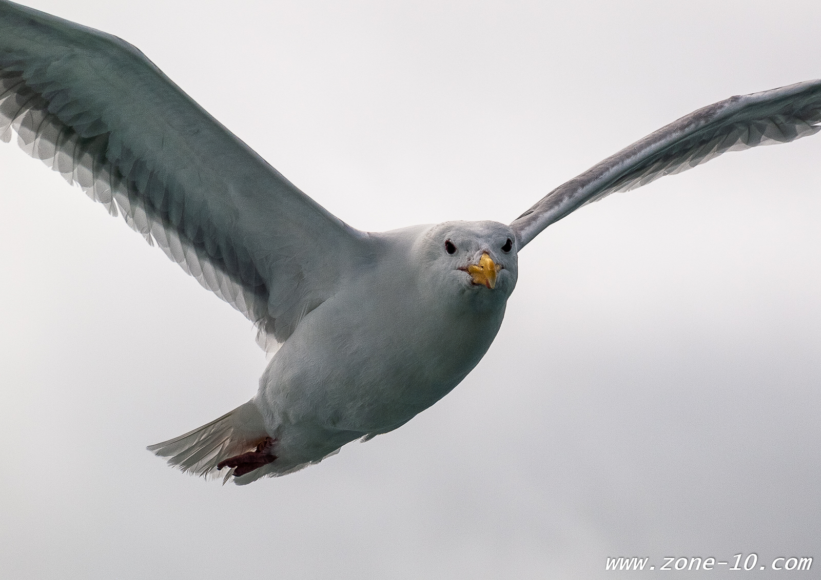 seagull in flight