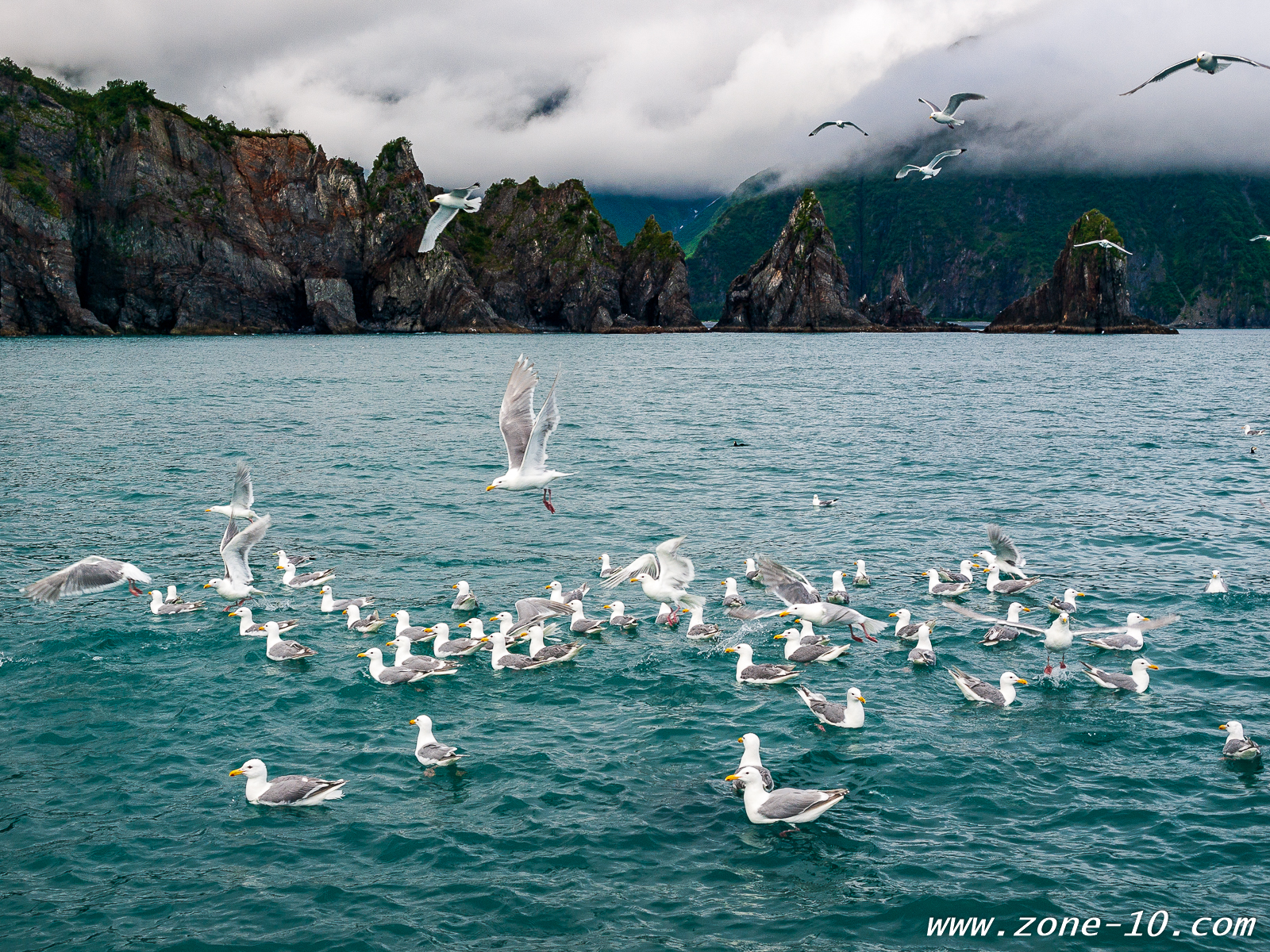 birds and blue water