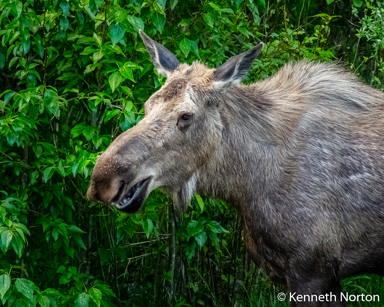 Smiling Moose