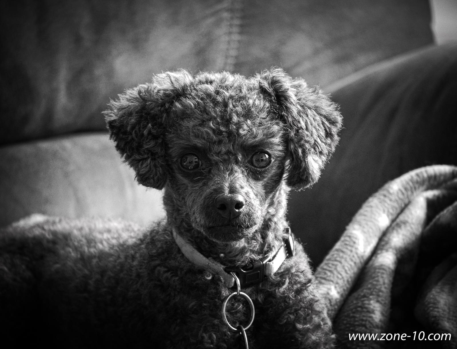 Couch Dog