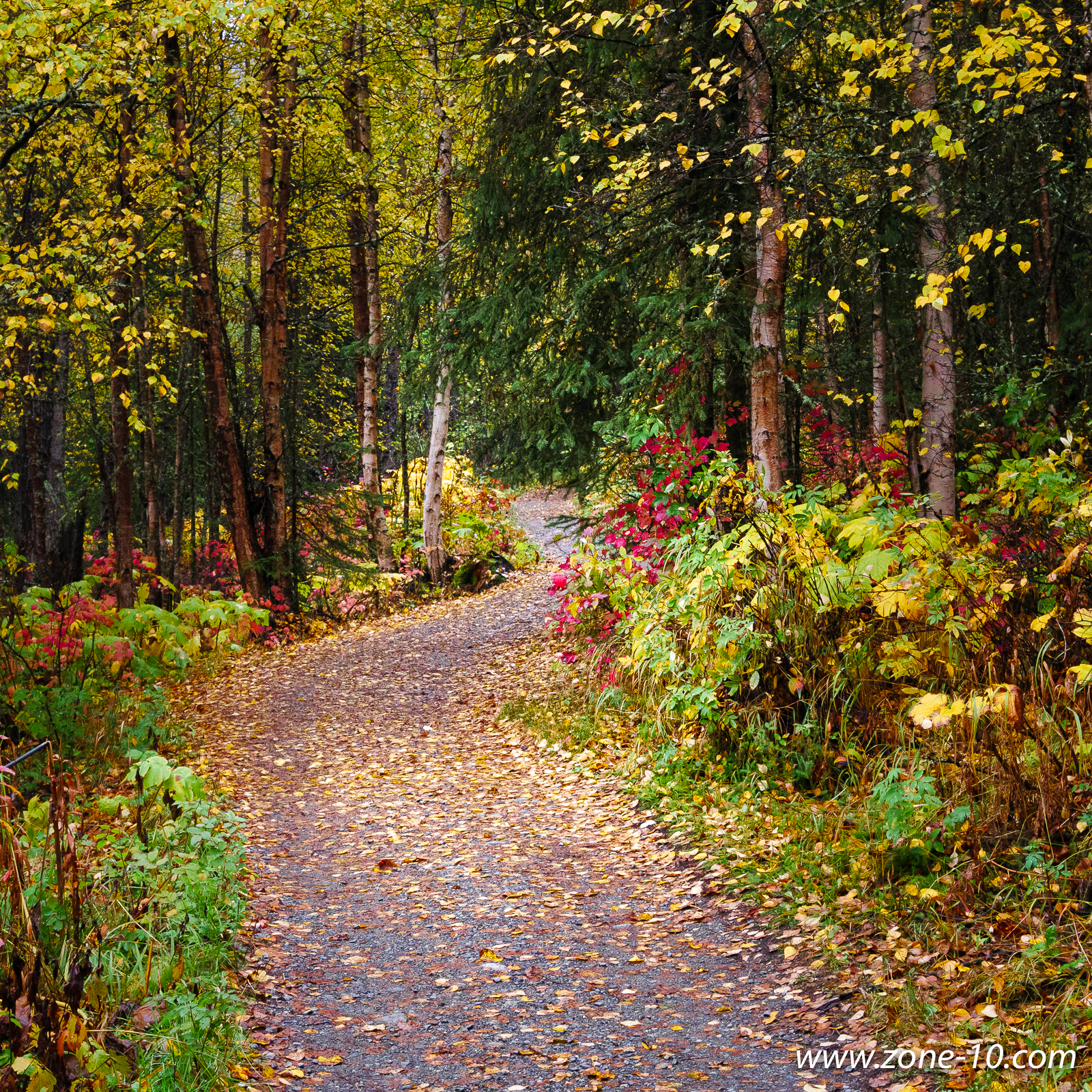 Path Through the Woods