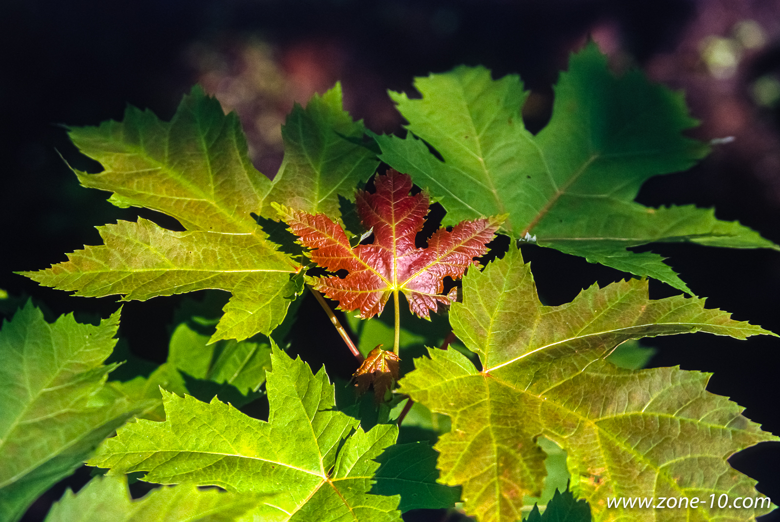 Fresh Leaf