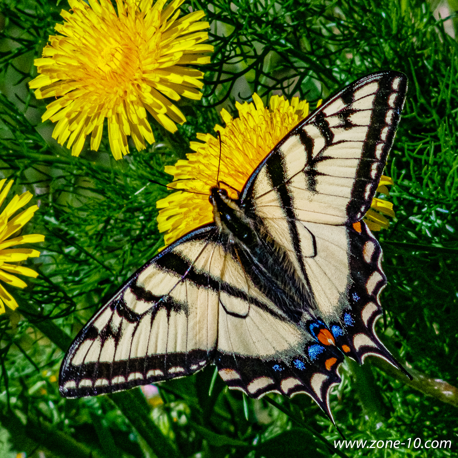 Swallowtail