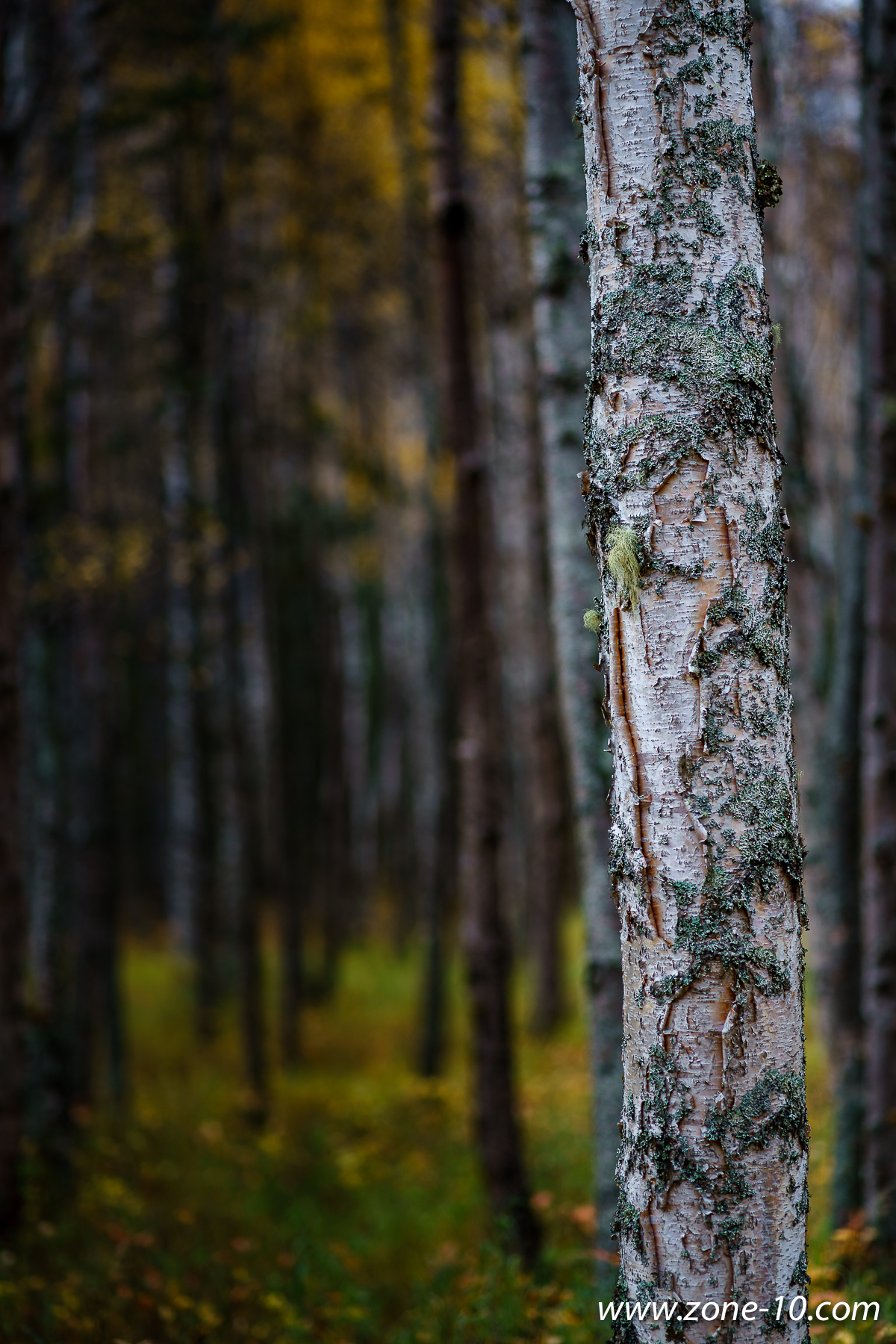 seeing tree