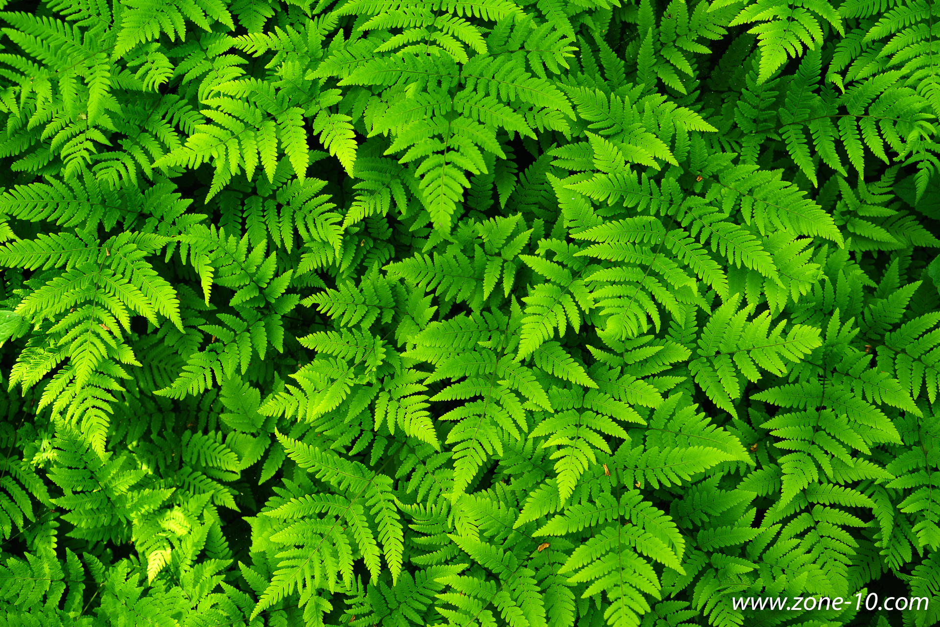 Ferns