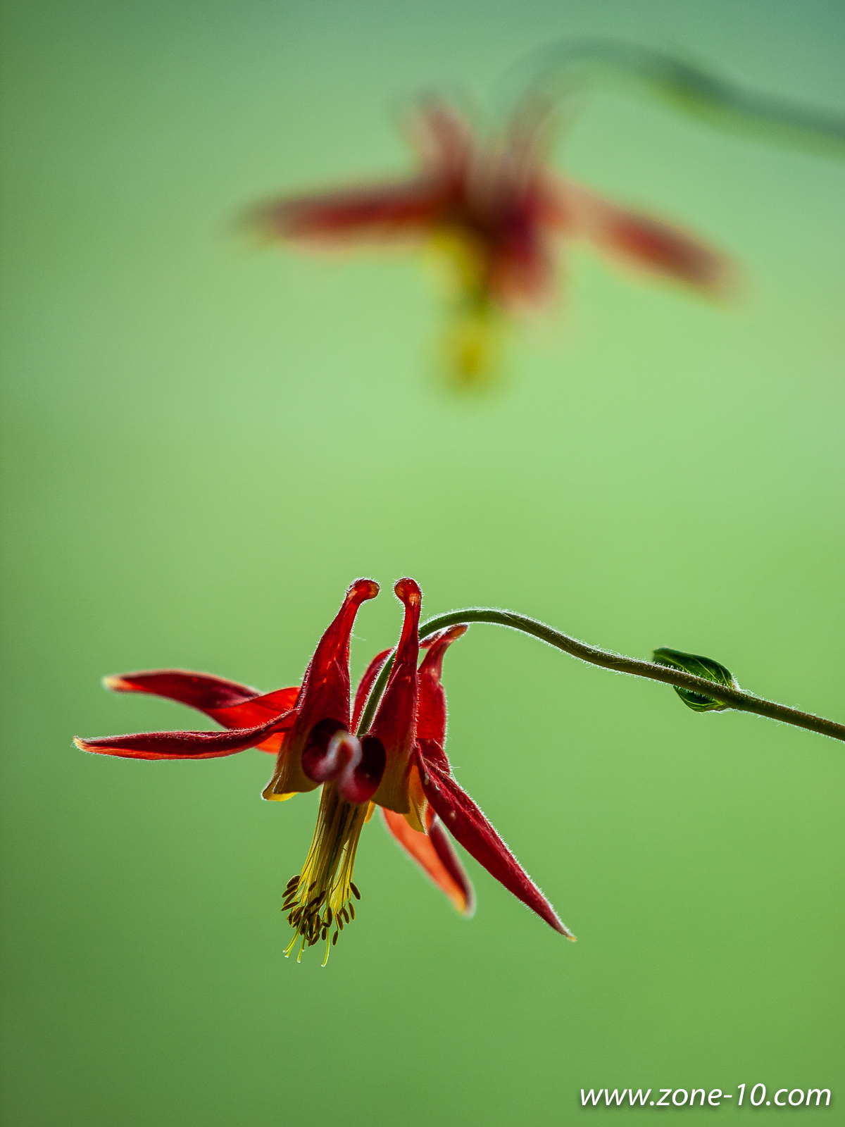 Crimson Columbine