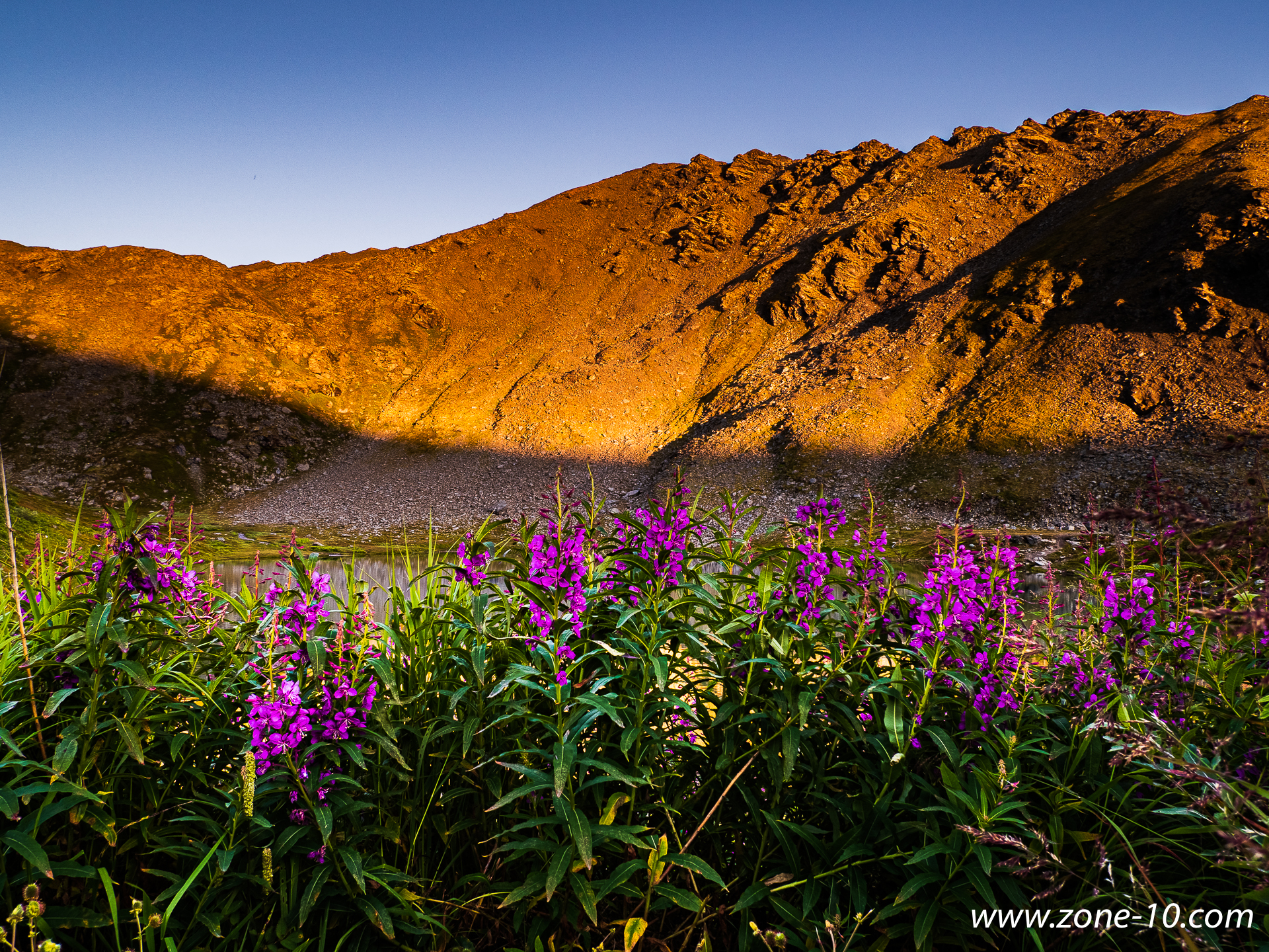 Fireweed at Summit Lake