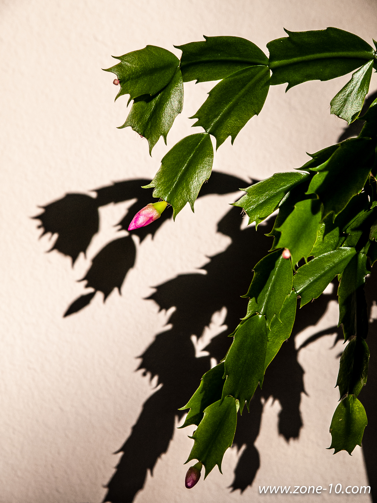 Holiday Cactus