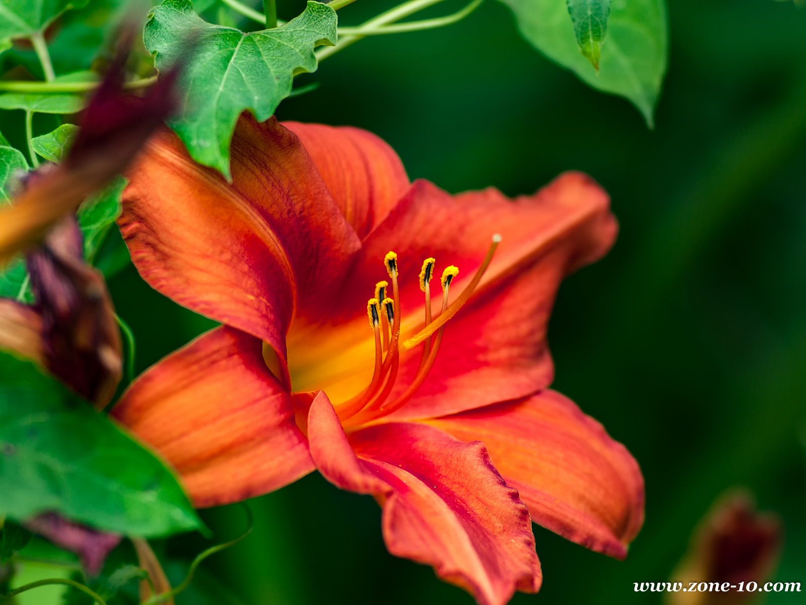 Day Lilly