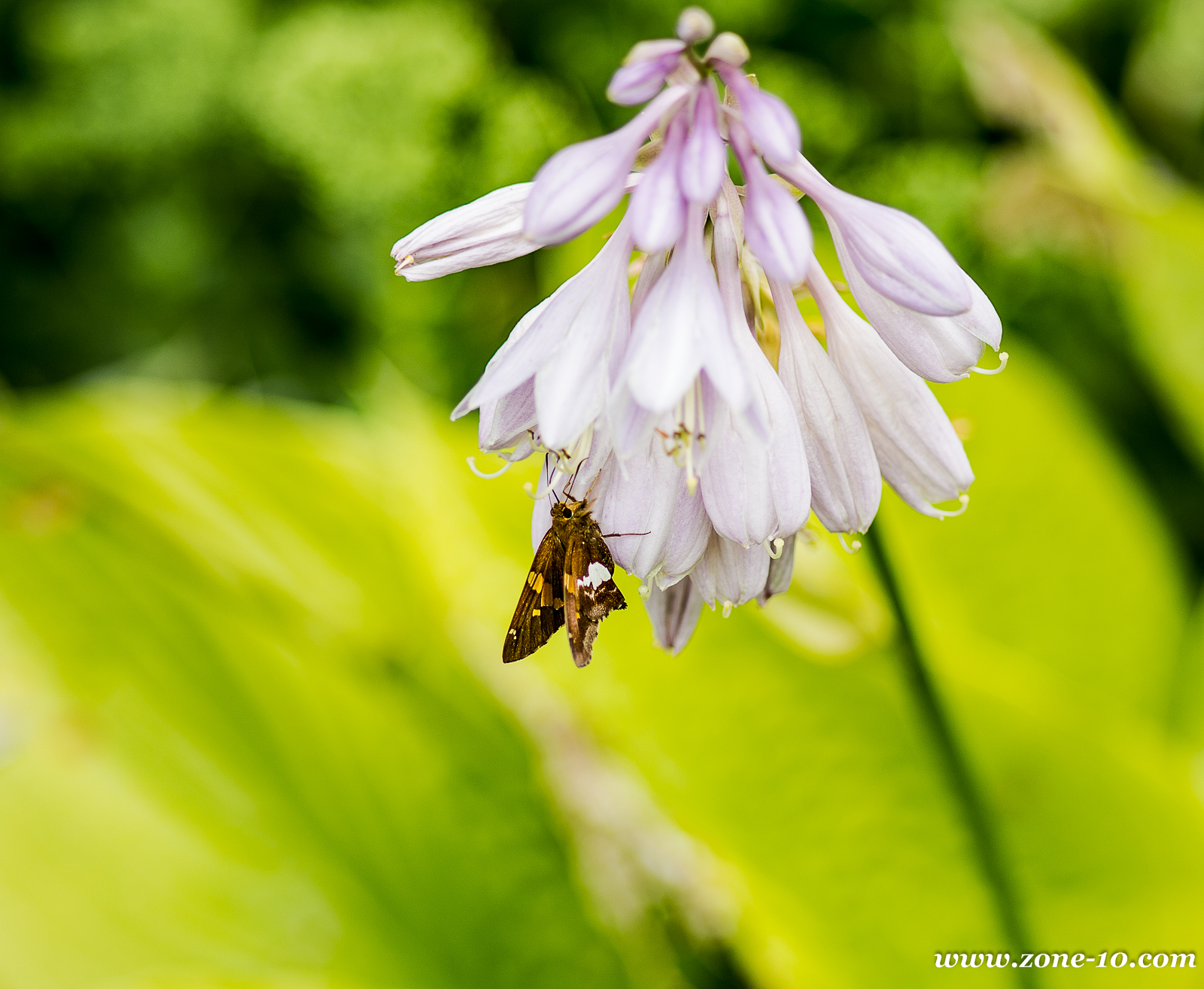 Silver Spotted Skipper