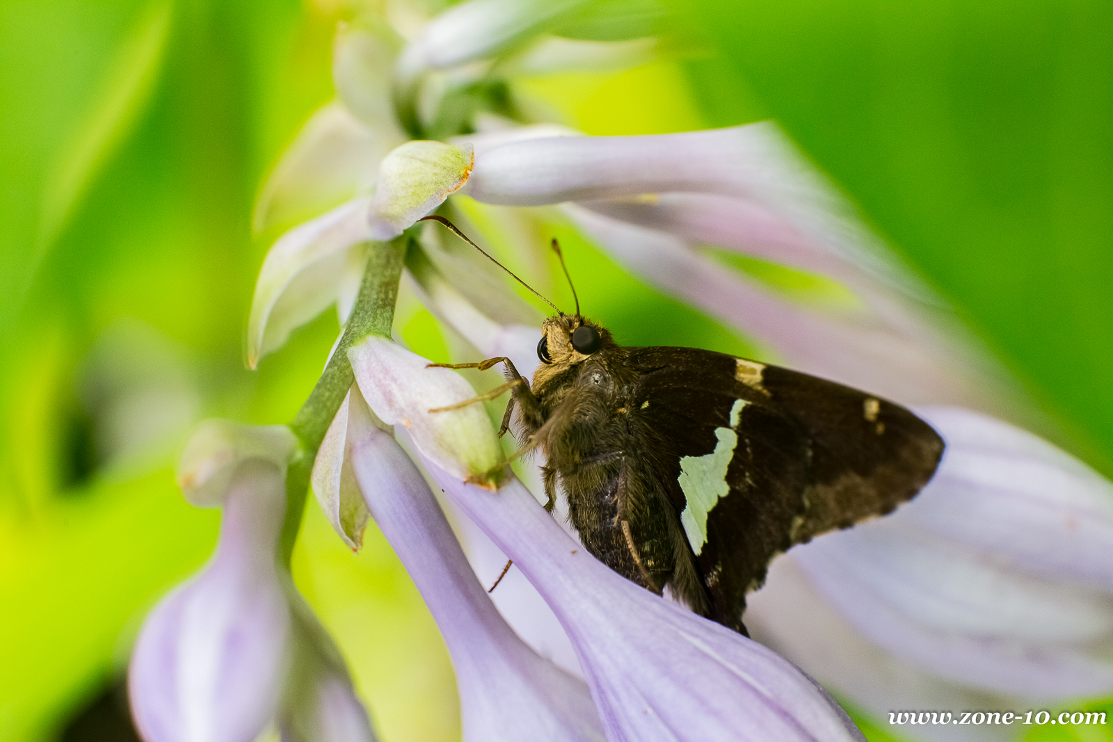 Skipper