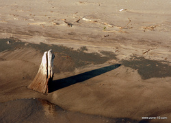 Shark1