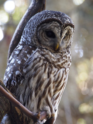 Wildlife