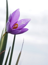 First satin flower