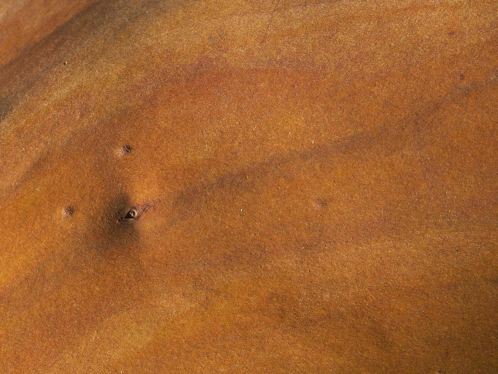 Madrona bark