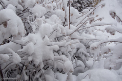 Is Spring Ever Coming?