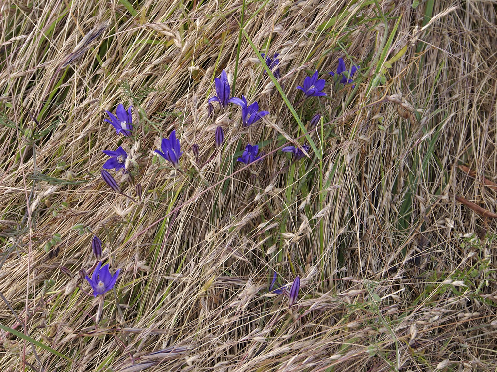 Blue-eyed grass