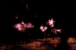 escondidas 2 [hidden 2] (Marzo - March 2013)