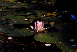 loto 2 [lotus 2] (Marzo - March 2013)