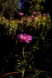 en el jardín del rancho durante enero de dos mi trece - 1 [in the ranch's garden during January two thousand and thirteen - 1]