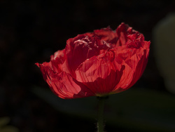 Red!