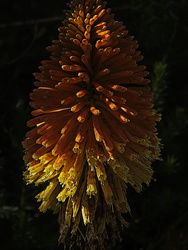 _2010222rotcroofm