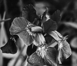 Black and White from RAW Image