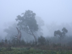 Fog