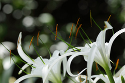 OM 65-200 F4