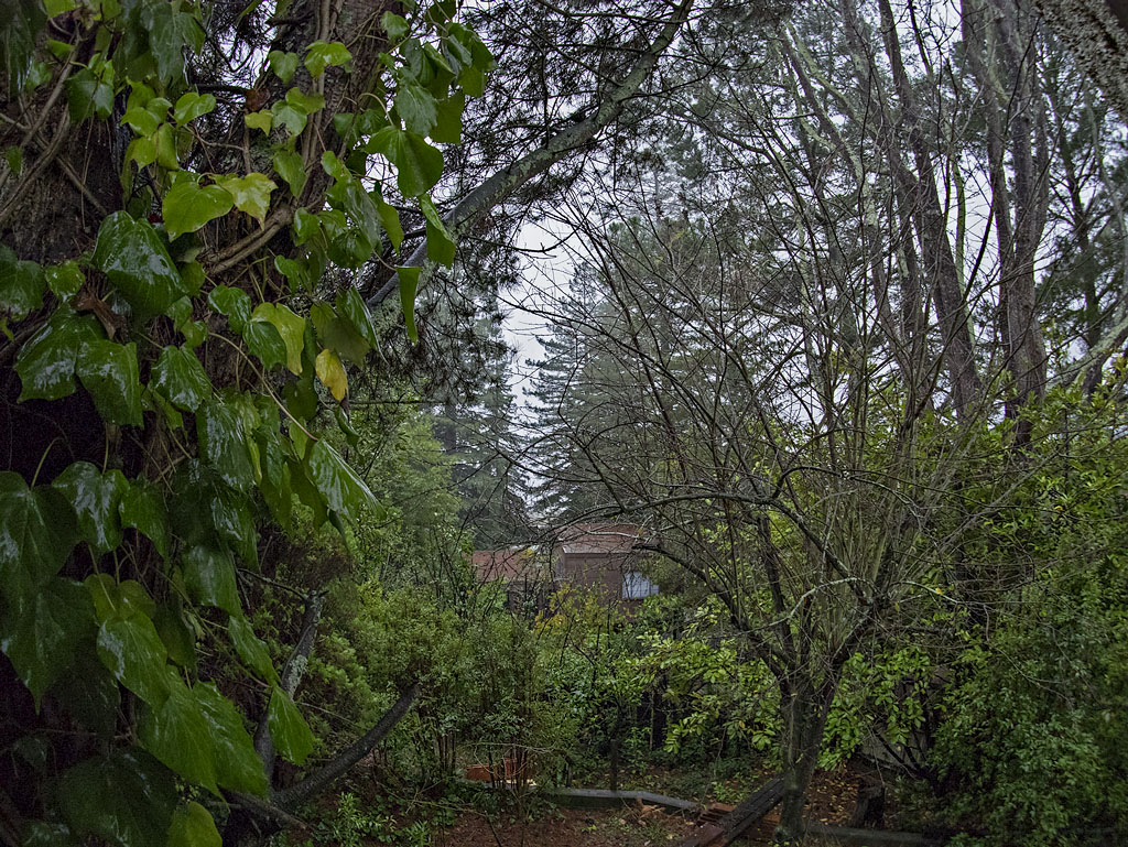 Backyard, Winter