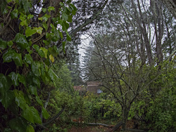 Backyard, Winter