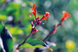 'Achira' en la calle del Molino. Cañada del parque Mancebo - Jan. 2010 - [ Canna coccinea (familia CANNACEAE) ]
