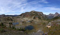 Yellow Aster Tarns