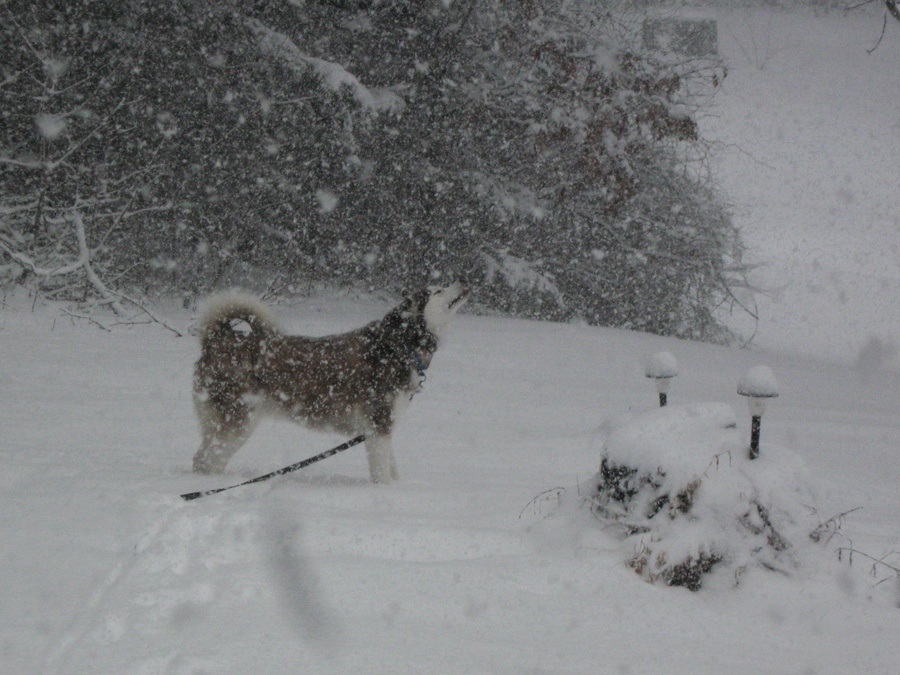 Boo in snow