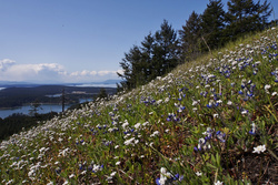 Wildflowers 2015
