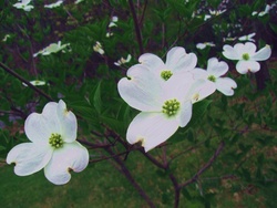 Dogwood Flowers