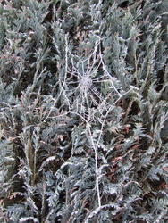 Frosty