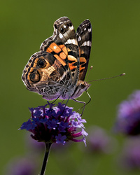 Flutterbys