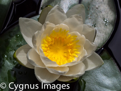 First Lily