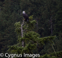 Bald Eagle Perching