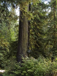 old growth fir