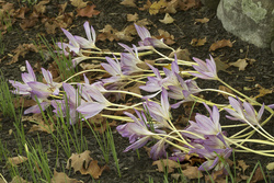 Tower Hill Botanic Garden