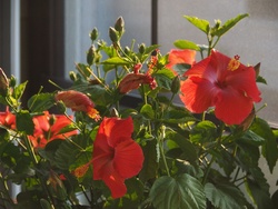 Focus Stacked Hibiscus