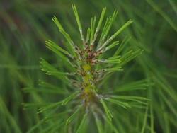 P4230837