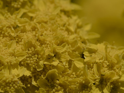 _A004897croofm