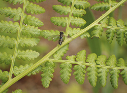 Flies