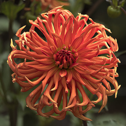 Flora